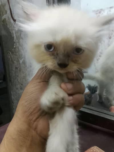 Persian cat two Pair