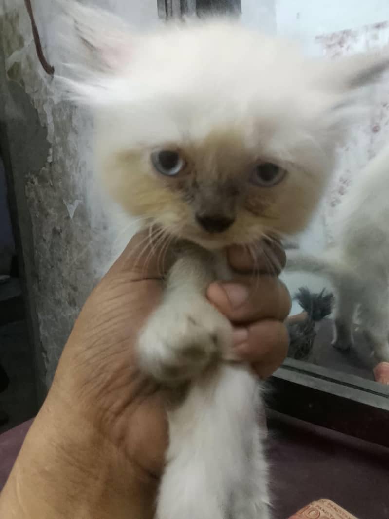Persian cat two Pair 0