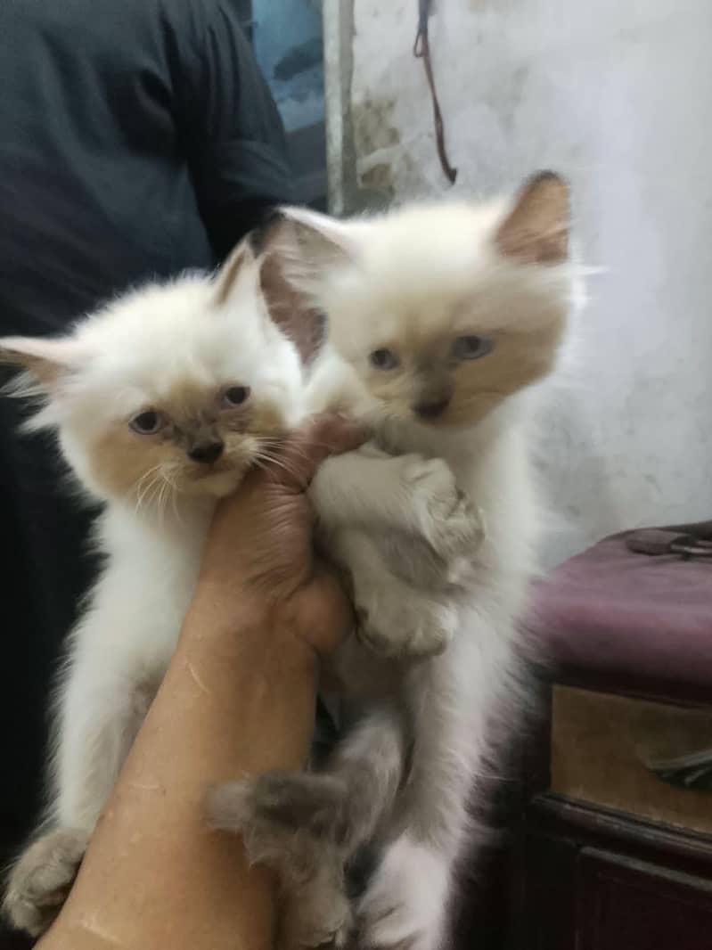 Persian cat two Pair 1