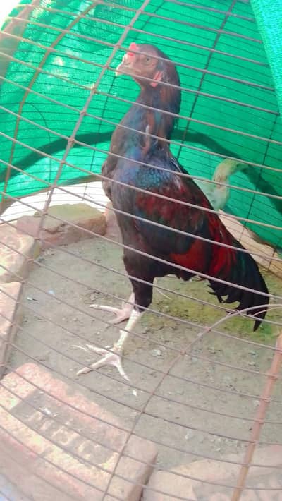 pure aseel bird male for sale