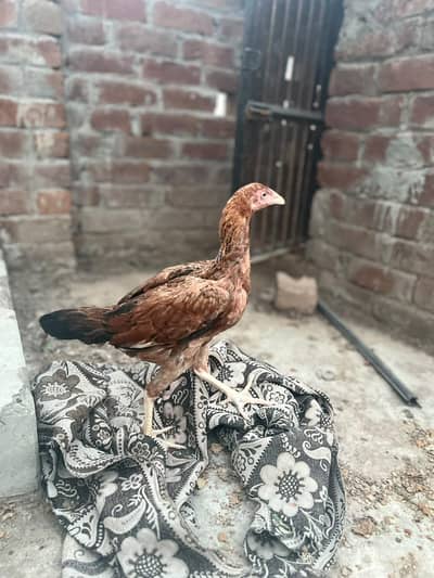 urgent sale