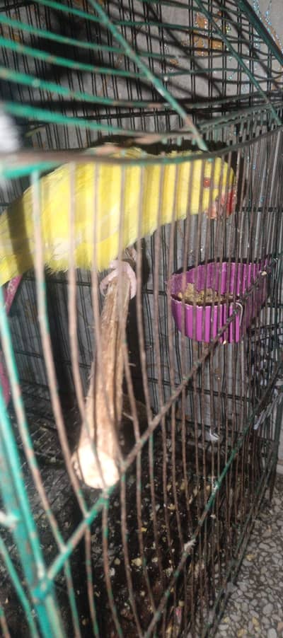 Yellow self Chick tame 03204590697