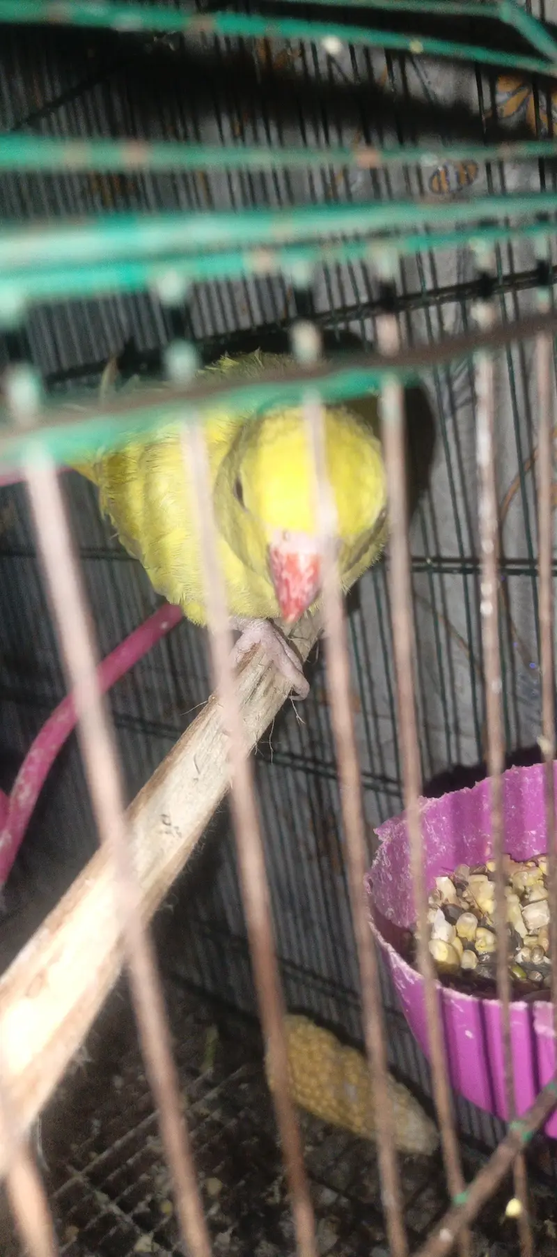 Yellow self Chick tame 03204590697 — photo 2