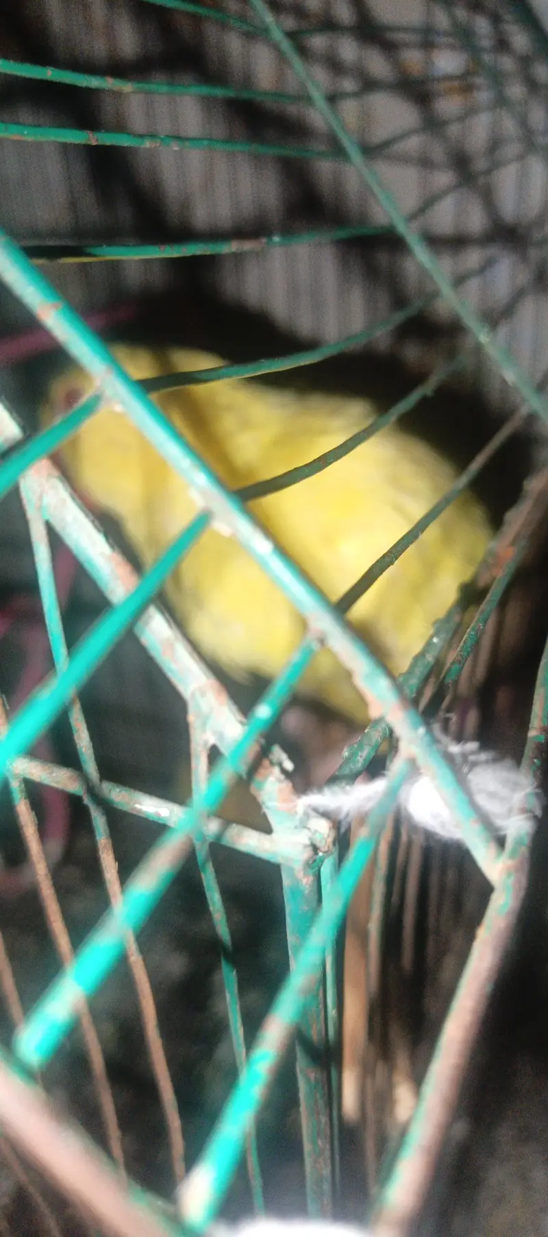 Yellow self Chick tame 03204590697 — photo 3
