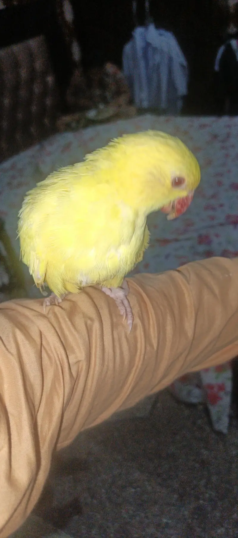 Yellow self Chick tame 03204590697 — photo 4