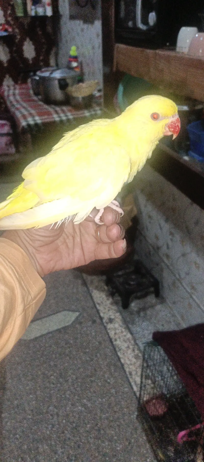 Yellow self Chick tame 03204590697 — photo 5
