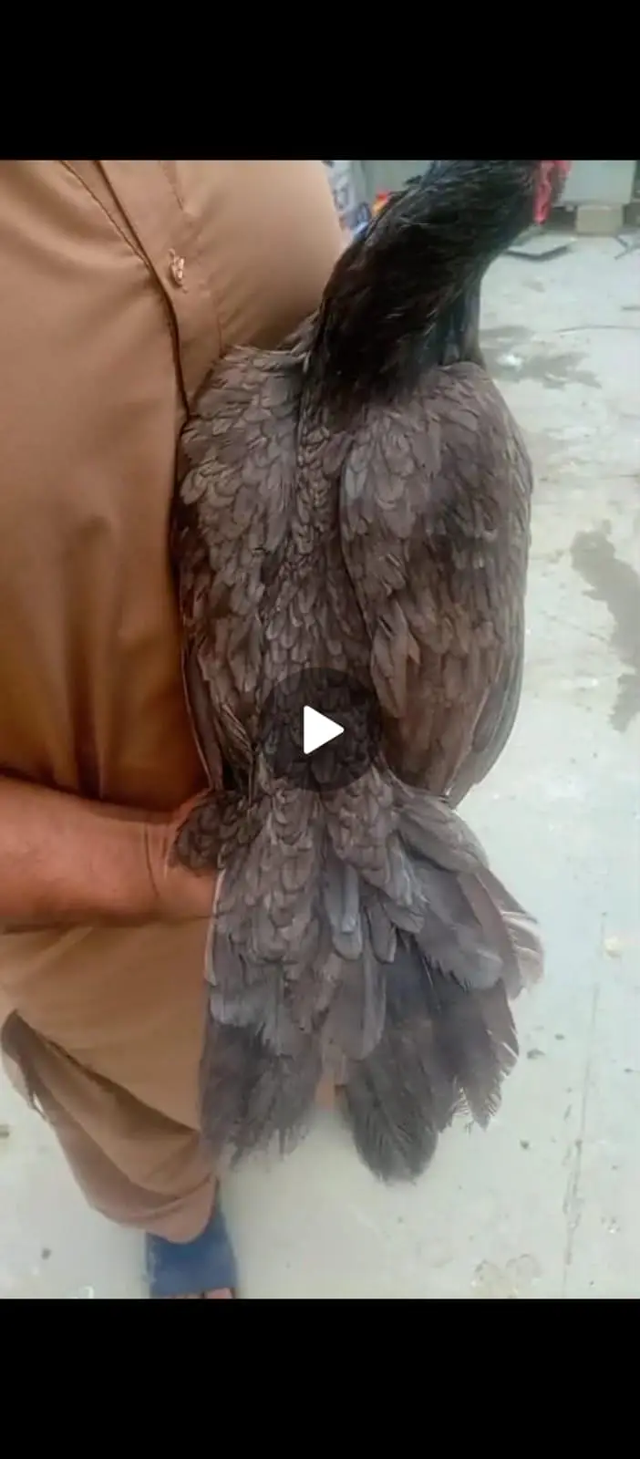 high quality aseel females — photo 3