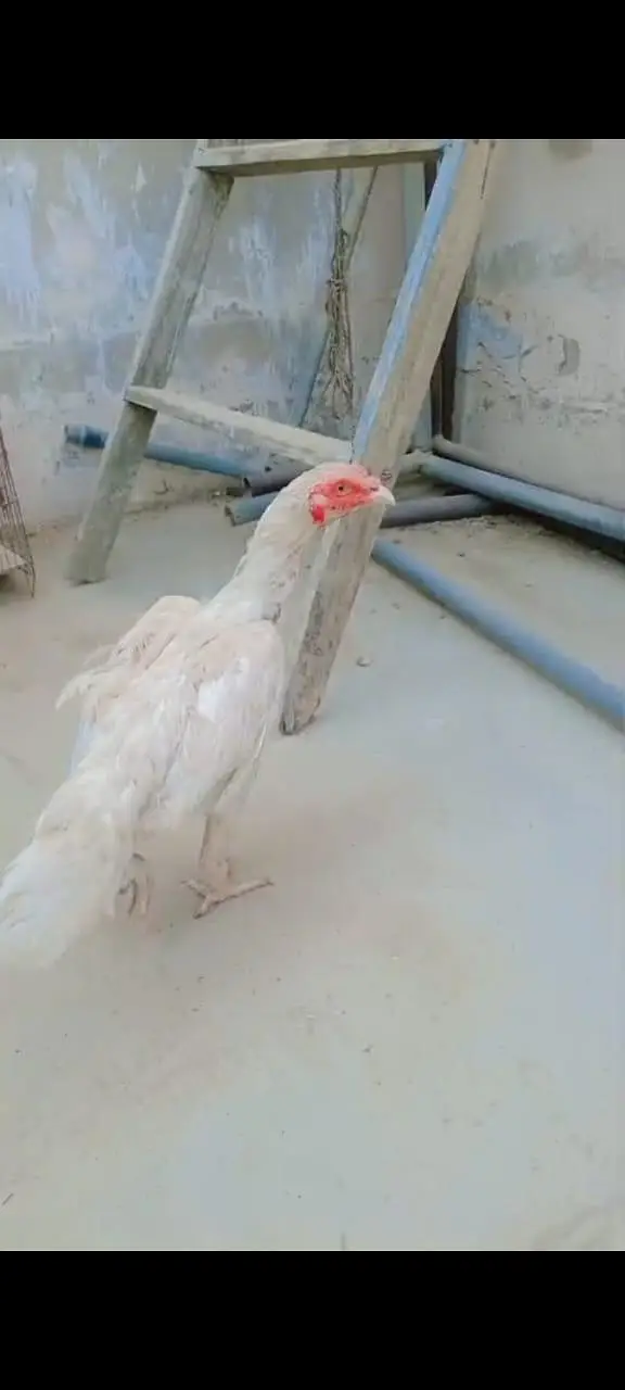 high quality aseel females — photo 4