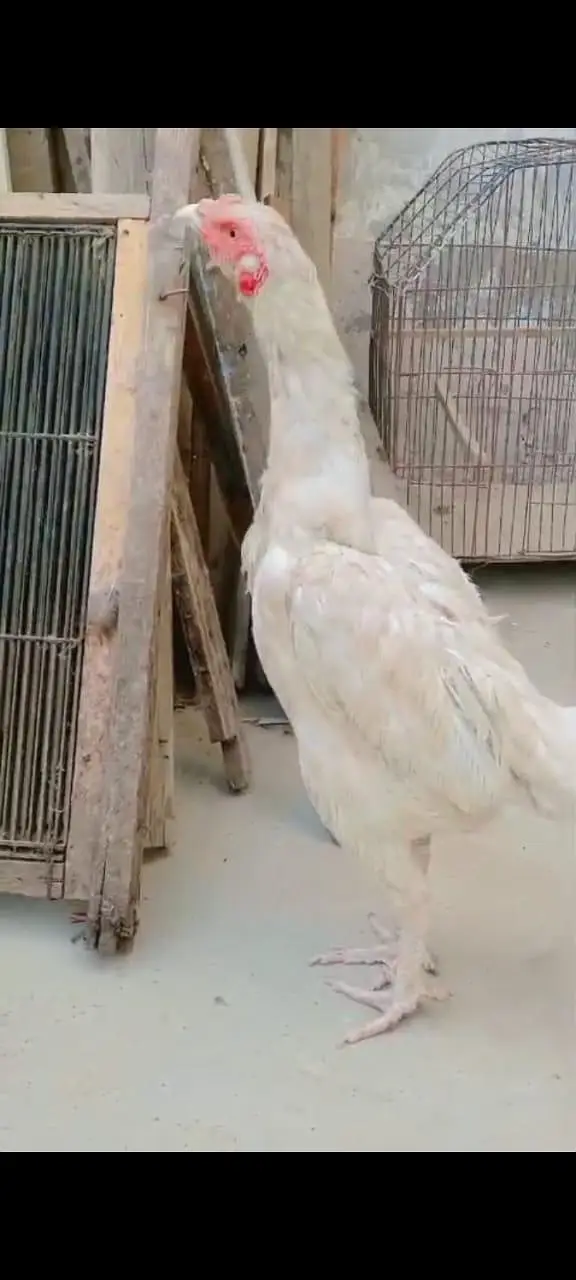 high quality aseel females — photo 5