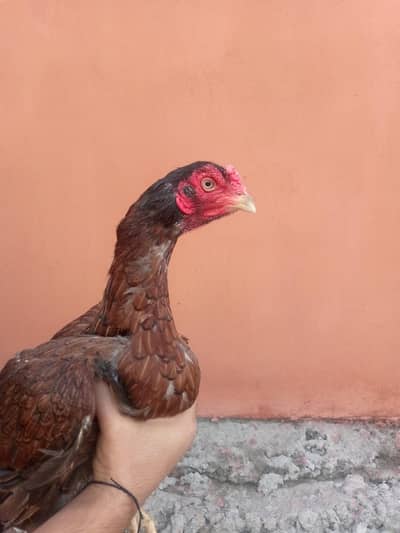 lakhi aseel hen