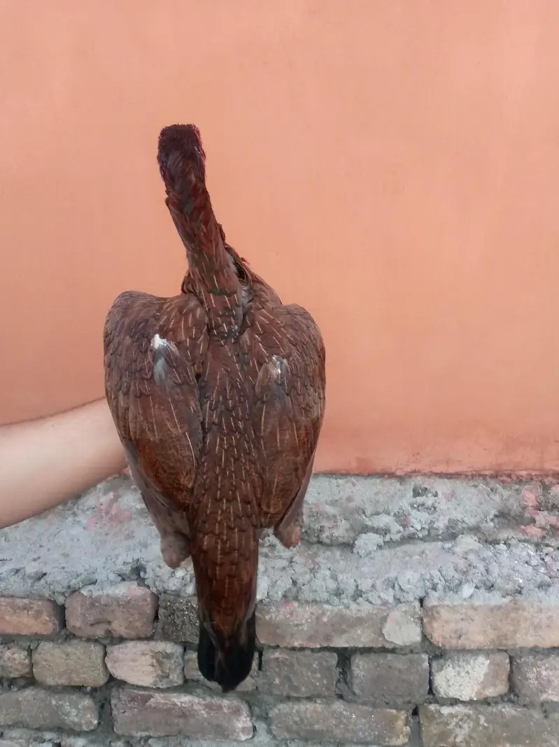 lakhi aseel hen — photo 2