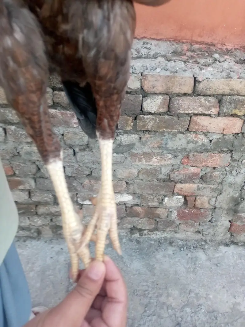 lakhi aseel hen — photo 3