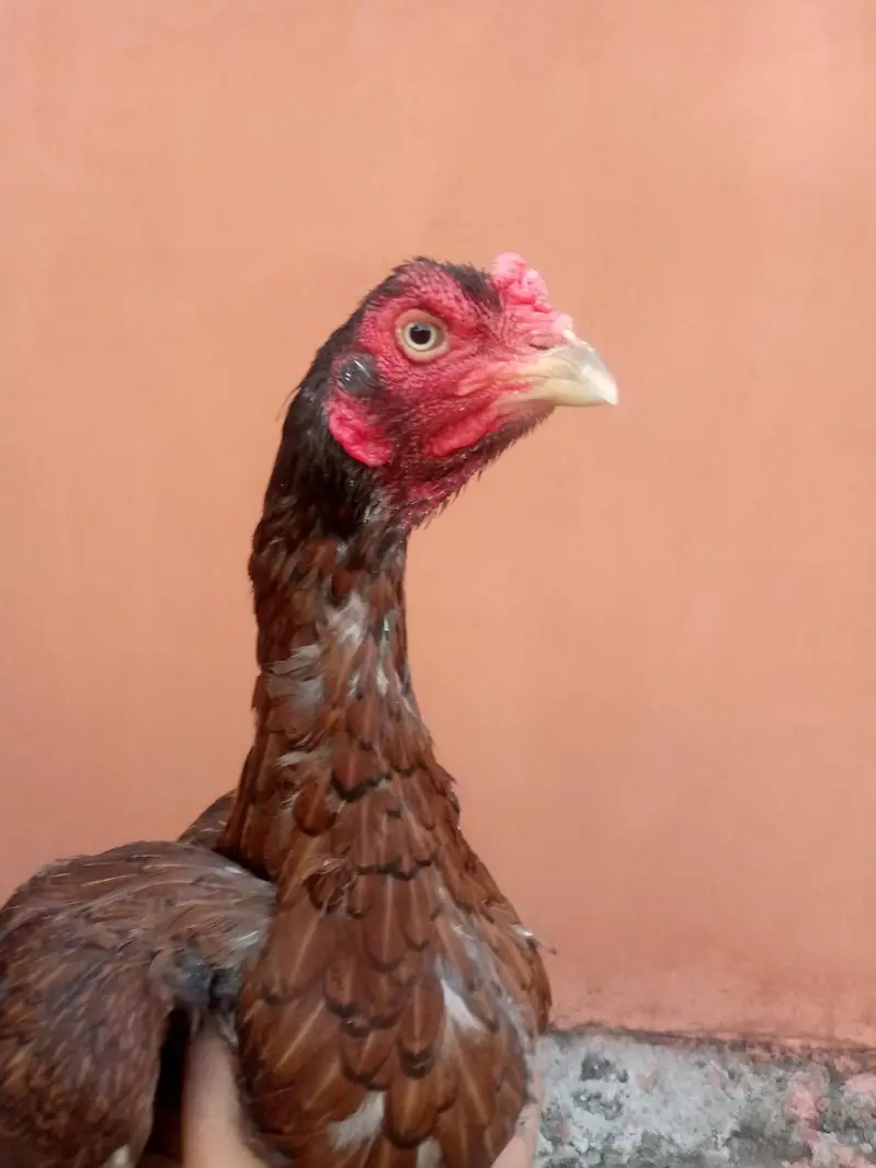 lakhi aseel hen — photo 4