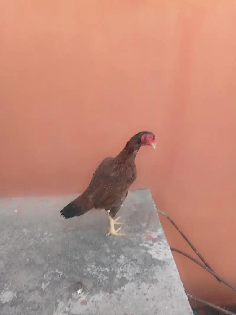 lakhi aseel hen — photo 5