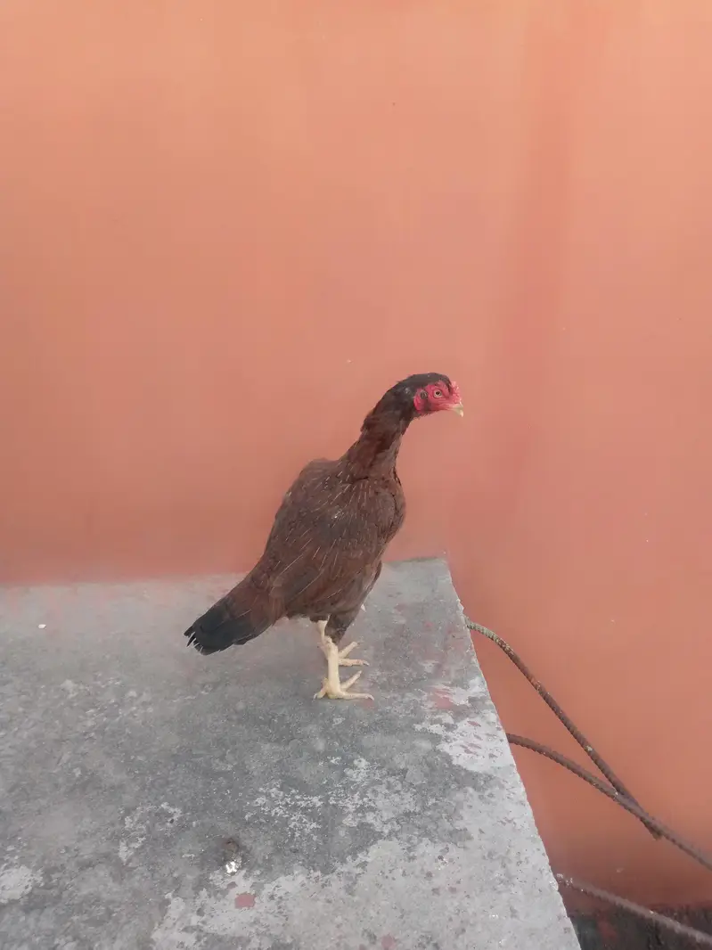 lakhi aseel hen — photo 6