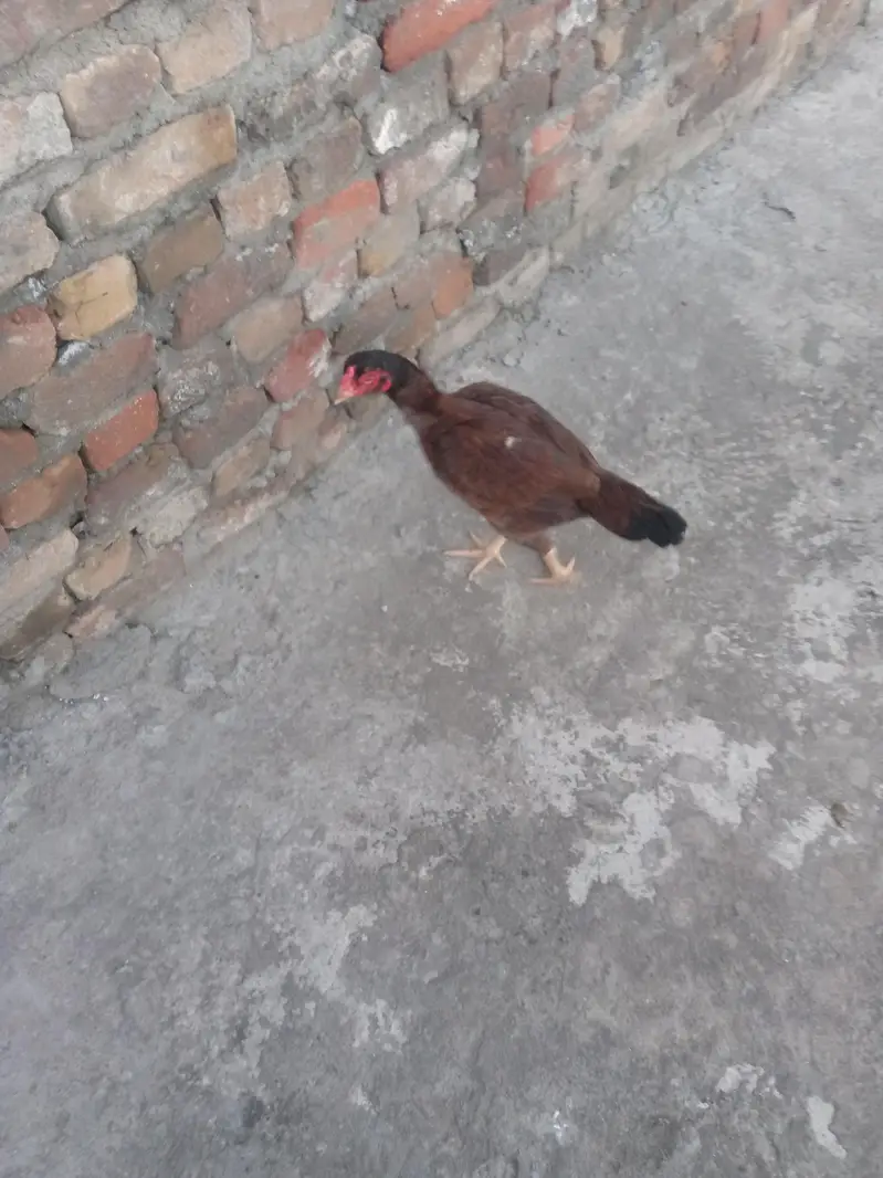 lakhi aseel hen — photo 7