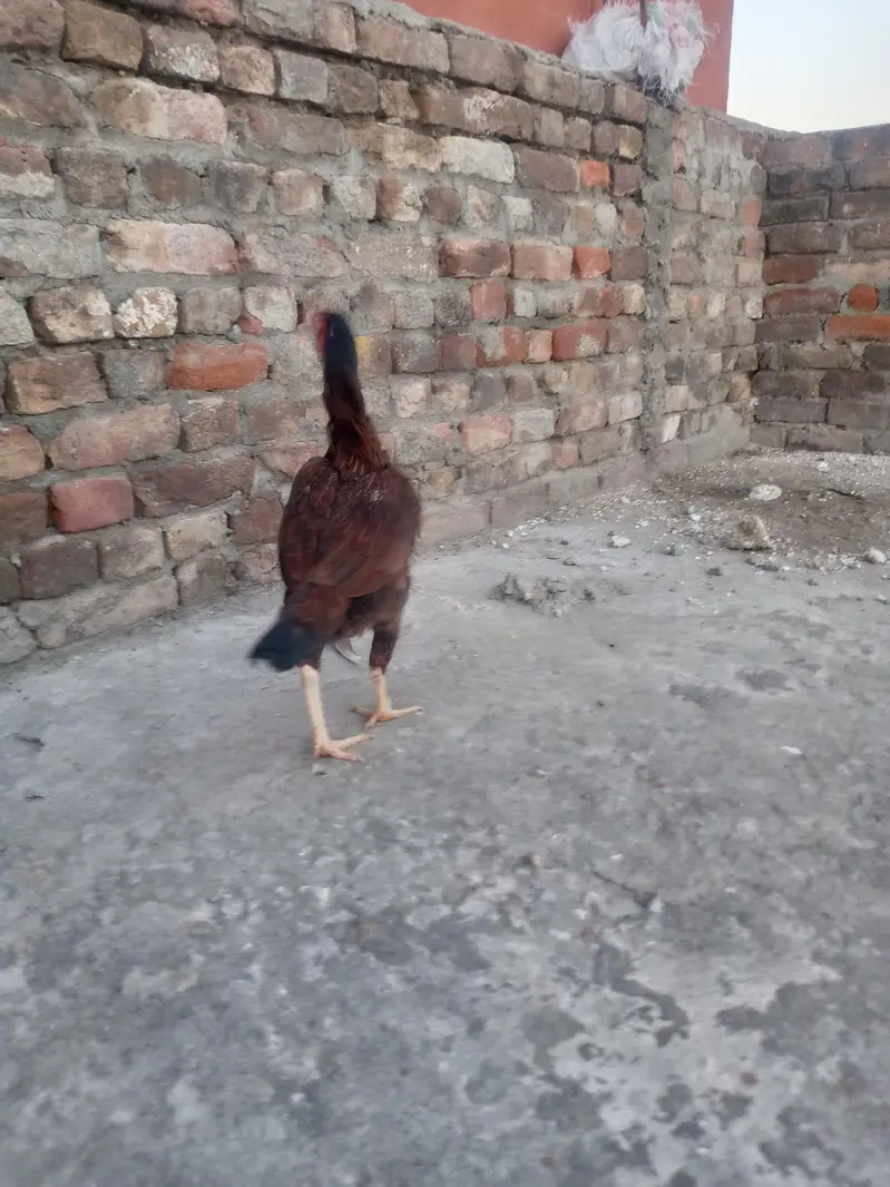 lakhi aseel hen — photo 8
