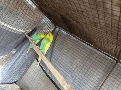 budgie for sale 2 lage hue jore hai ek male extra hai