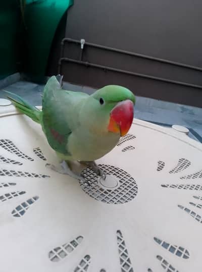 raw parrot male