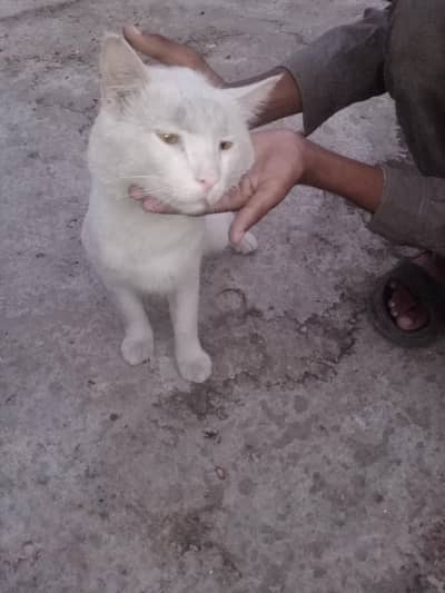 white cat male ha whtpp 0307=0945350=