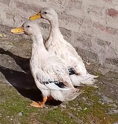Desi Female Ducks