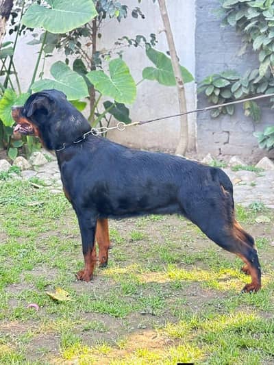 Breeder pedigree Rottweiler female