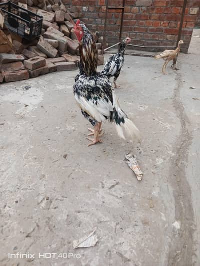 Pure Aseel cheena Breeder pair urgent sale (03248723662)