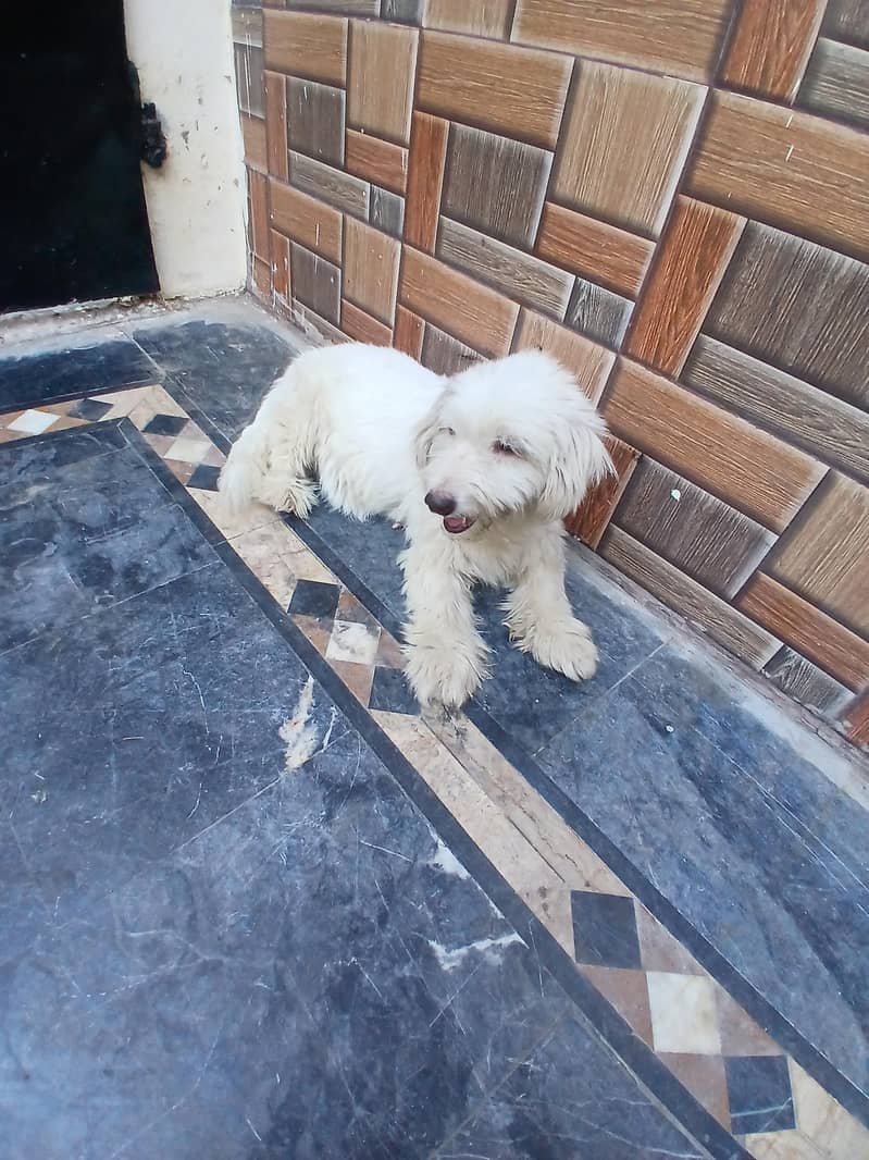 Poodle 1