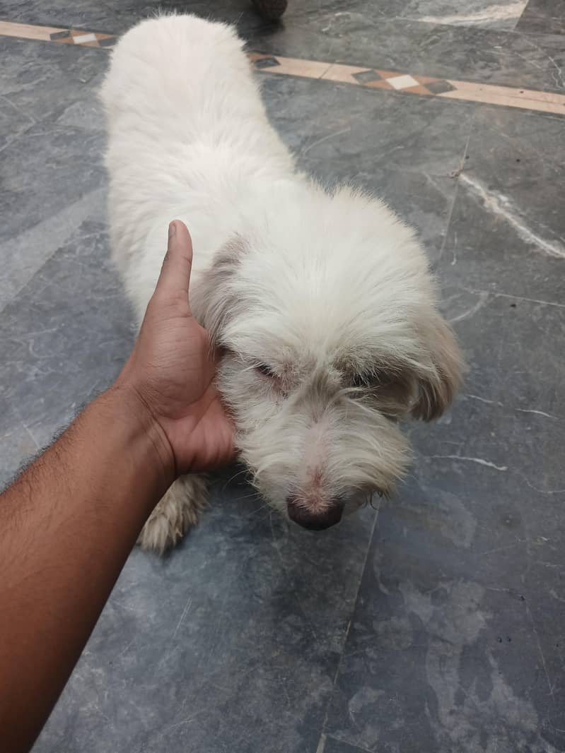 Poodle 2