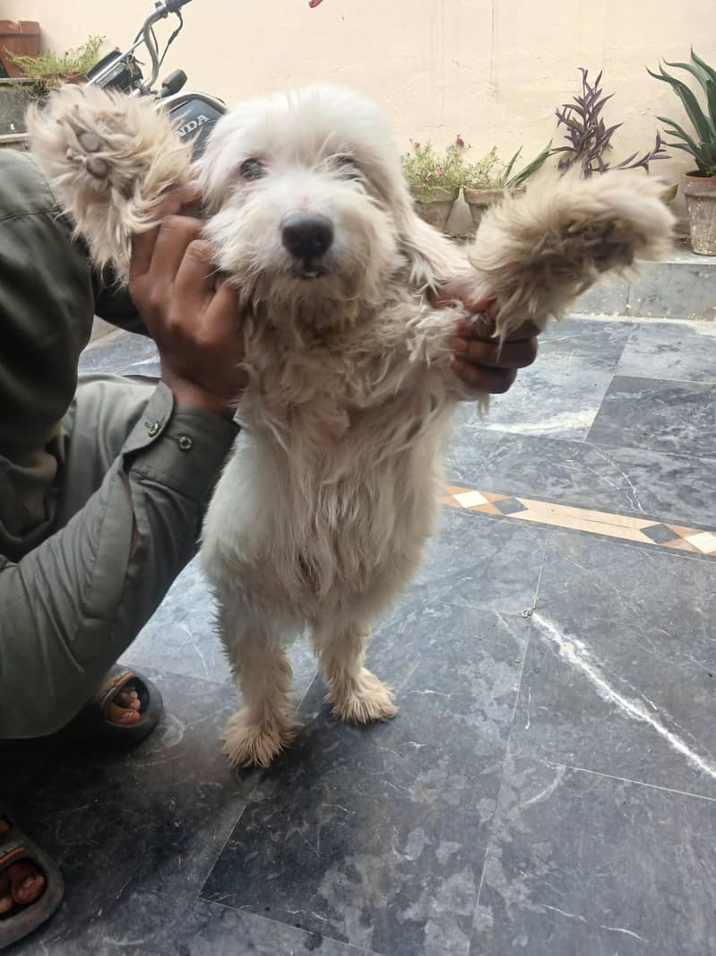 Poodle 3
