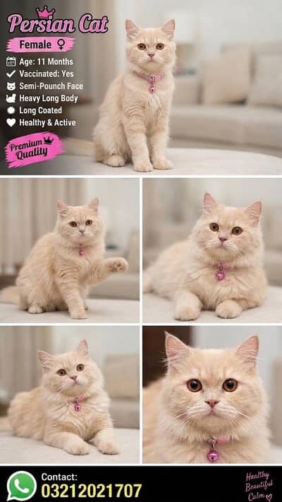 Beautiful Cream Persian Cat for sell delivery available karachi