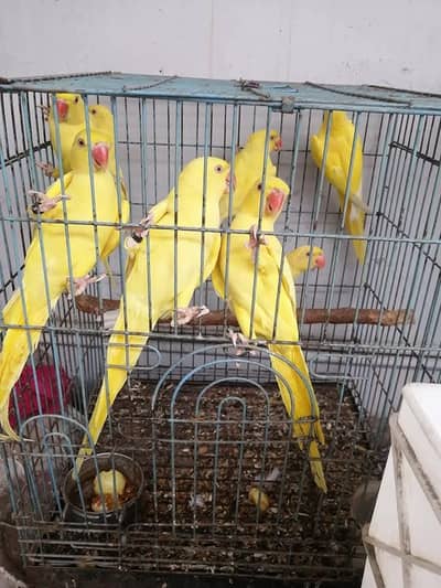 yellow parrot ky pathy