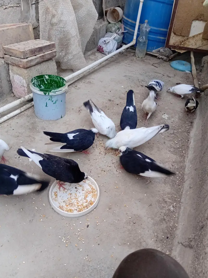 all pigeons for sale (total 12pegions) — photo 4