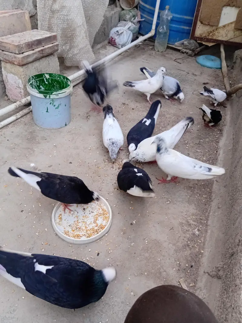 all pigeons for sale (total 12pegions) — photo 5