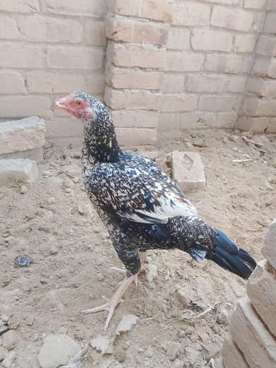 for sale