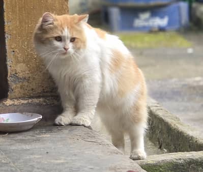 Male cat for sale demand 12k we will discuss