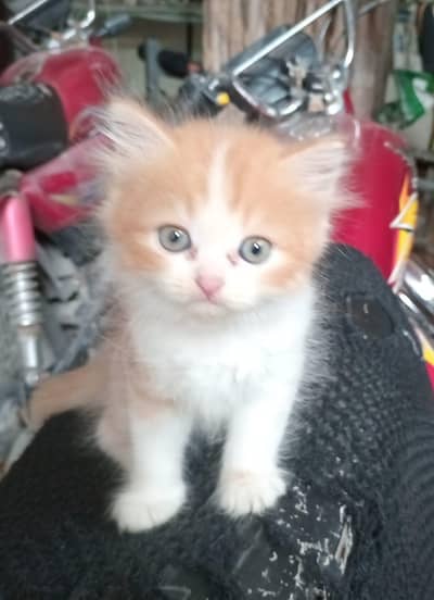 persian kitten