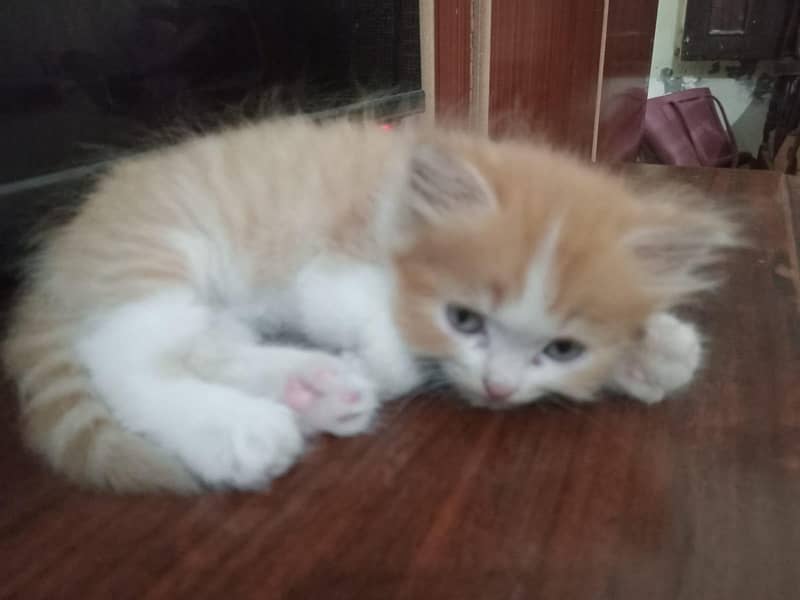 persian kitten 1