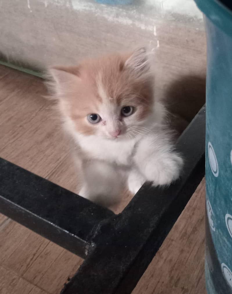 persian kitten 2