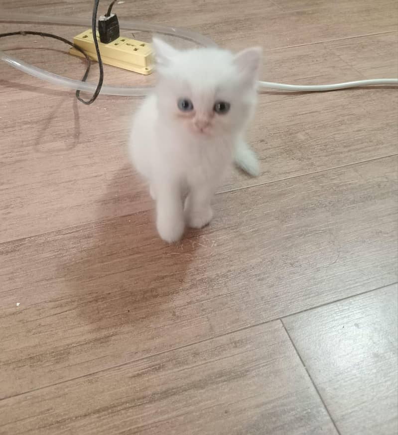 persian kitten 3