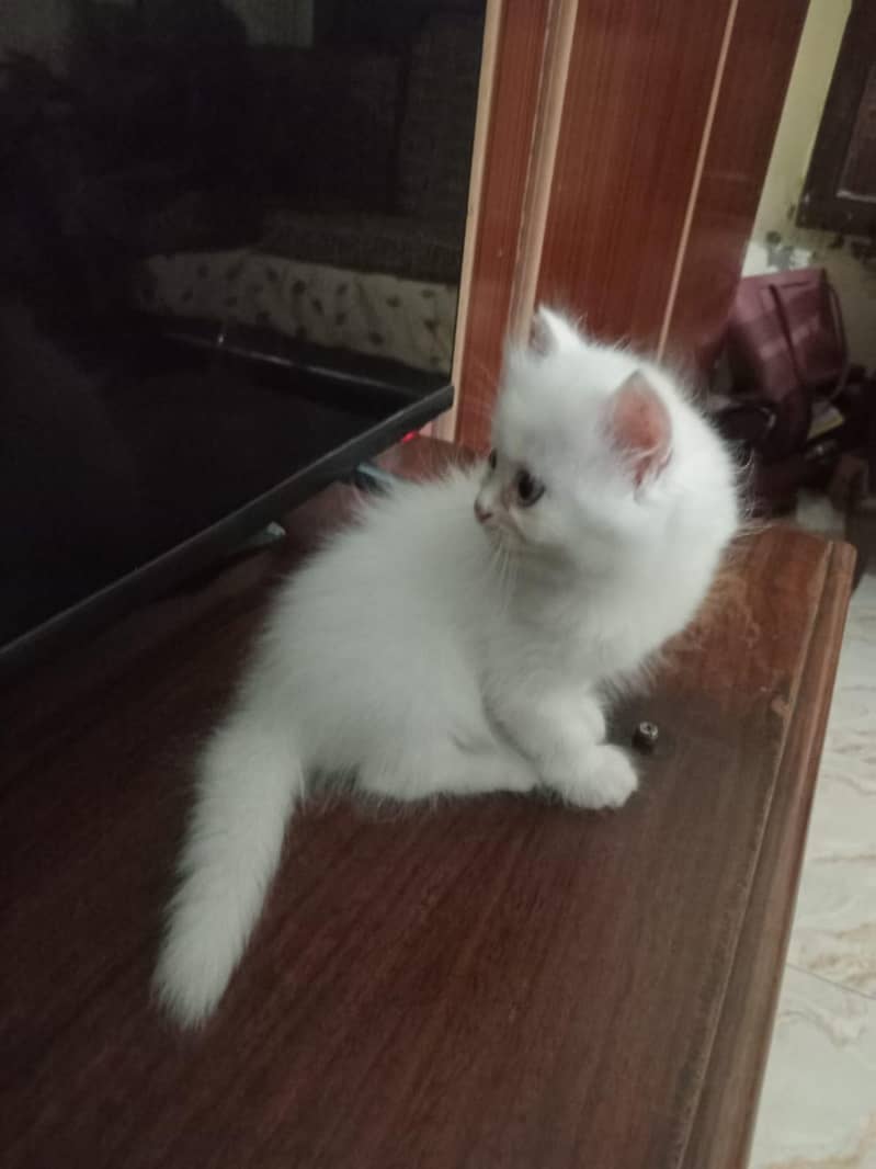 persian kitten 4