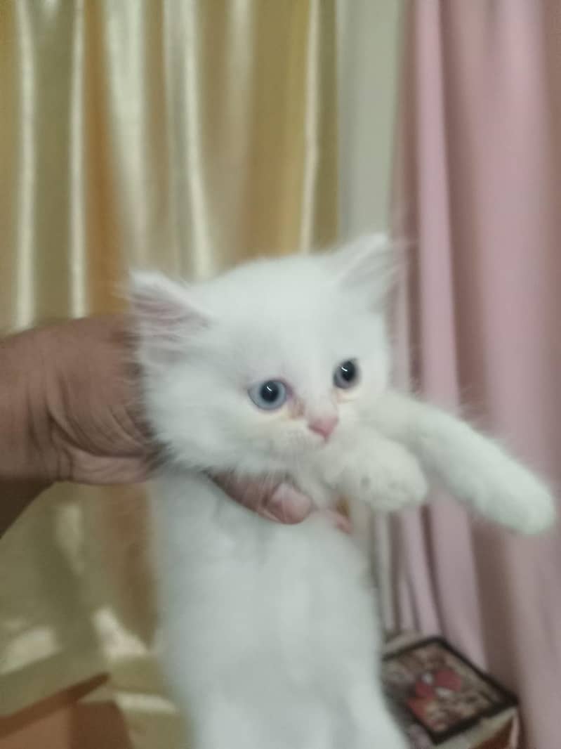 persian kitten 5