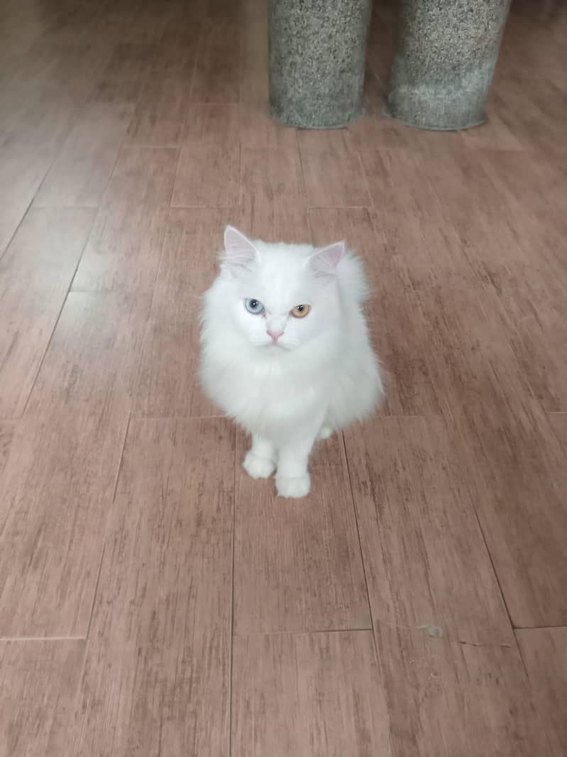 persian kitten 6