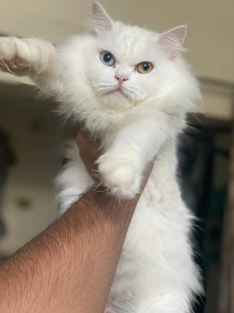persian kitten 7