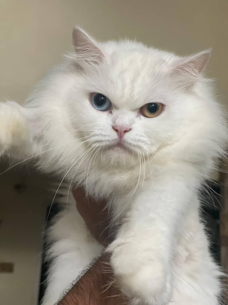 persian kitten 8
