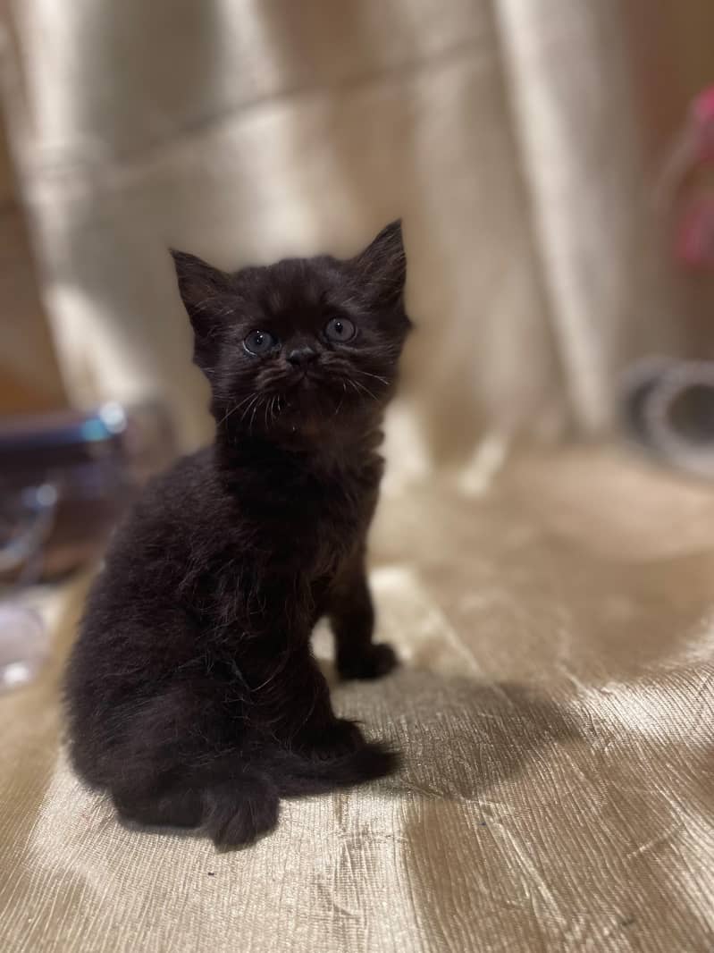 persian kitten 9