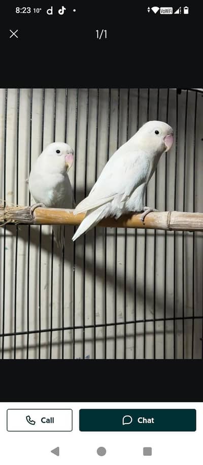 beautiful raw parrot