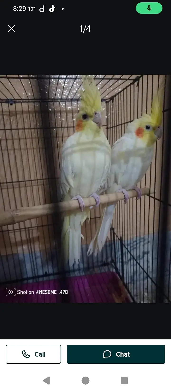 beautiful raw parrot — photo 2