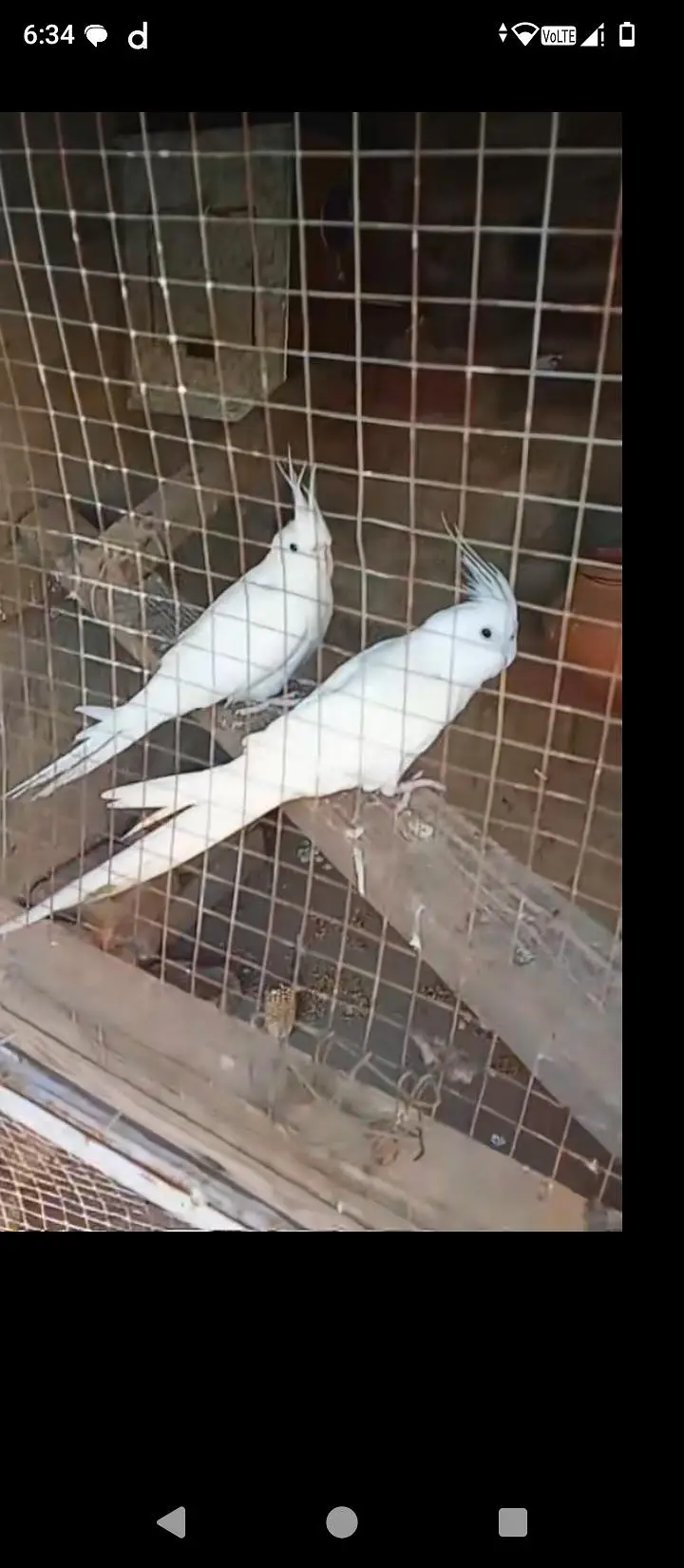 beautiful raw parrot — photo 3