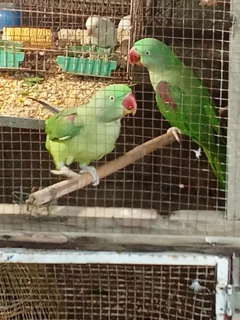 beautiful raw parrot — photo 4